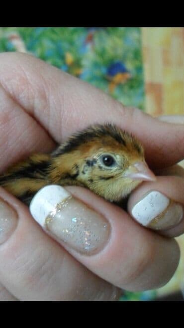 сколько стоят перепелиные яйца: Продаю перепелят суточных Техас и Феникс под заказ. яйцо — 2