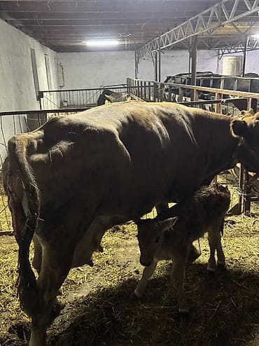 ат бишкек: Сатам | Уй (ургаачы) | Көбөйтүү үчүн, Сүт алуу үчүн — 2