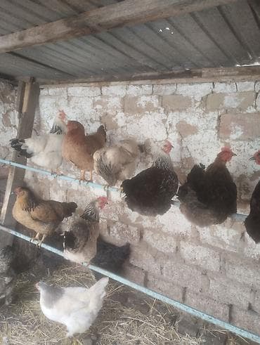 какие собаки продаются: Продаю | Куры | Для разведения — 1