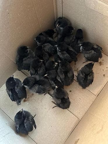 токмок мал базар 2020: Продаю | Цыплята — 1