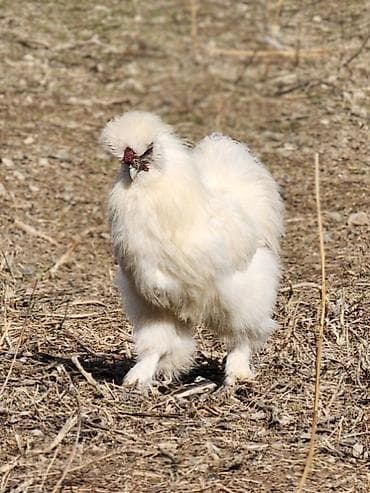 Продаю | Куры, Петух