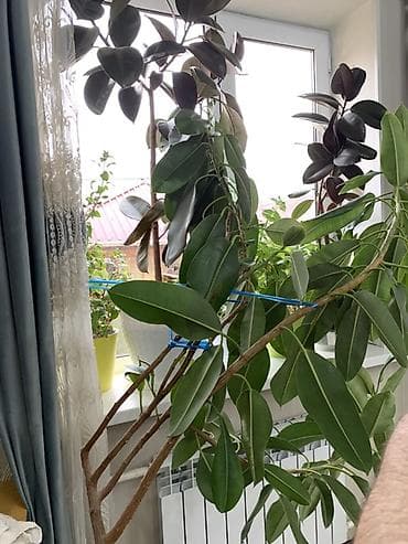 Фикусы: Фикус эластика (каучуконосный), крупномер в кадке. - Высокий — 1