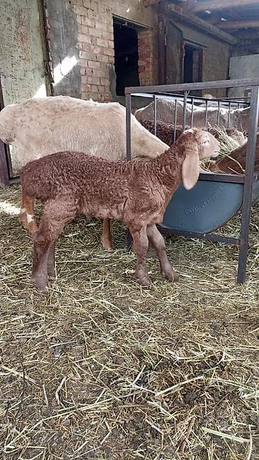 где купить черепаху: Продаю | Овца (самка) | Для разведения | Матка — 4