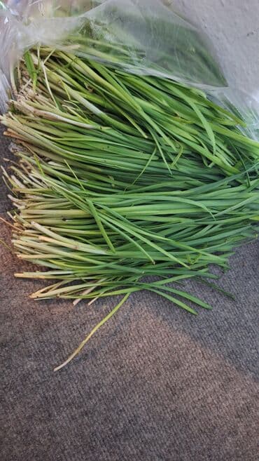 чөп: Көк чөптөр жана микро жашылчалар — 3