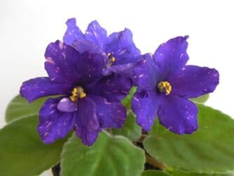 петуния рассада купить: Продаю сортовые, коллекционные фиалки (стандартные, трейлерные,мини и — 23