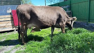 союш кой: Продаю | Корова (самка) | Алатауская, Швицкая | Для молока | Привязанные — 3