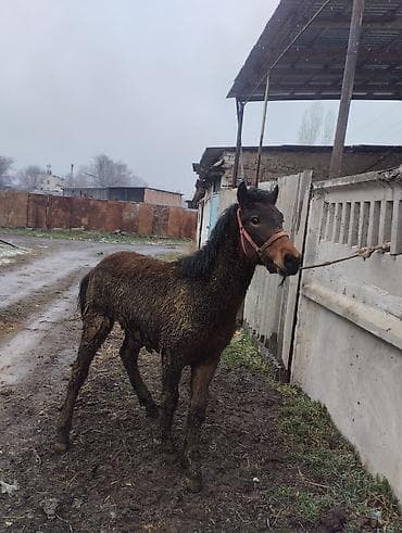 романовский порода: Продаю | Жеребец | Полукровка | Рабочий | Племенные — 1