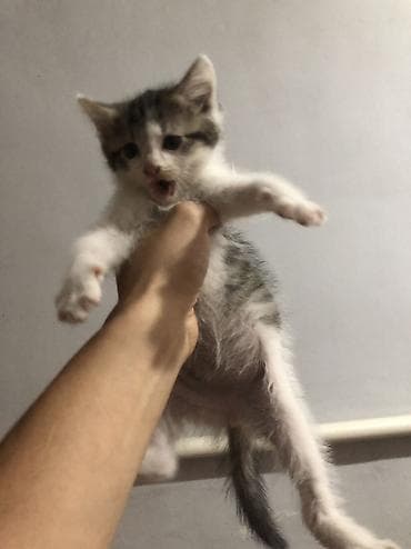 scottish fold: 3 девочки срочно ищут новый дом ! К лотку приучены — 4