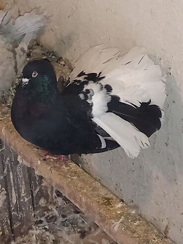 фиолетовый волнистый попугай купить: Павлиний голубь, окрас черно-белый (пегий). Пышный веерообразный хвост — 3