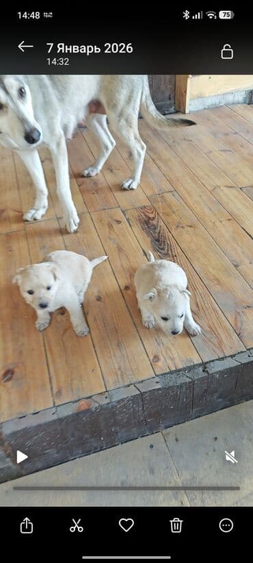 щенки кавказский овчарки: Щенки от домашней собаки средних размеров. Мать метис Хаски с — 8