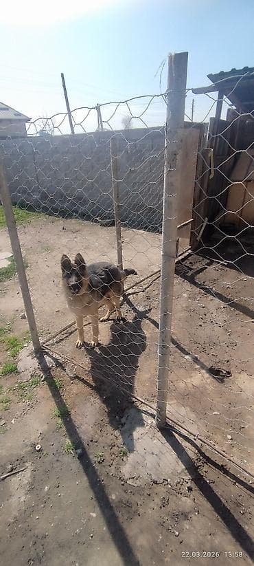 Иттер сатылат: Немис овчаркасы, 7 айлык, Эркек — 8