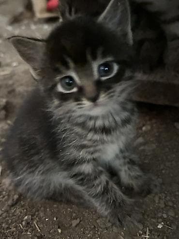 Котята, полосатые - Окрас: классический тигровый — теплые коричневые — 1