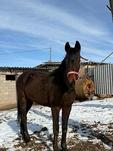 ит мал айдайт: Сатам | Бээ (ургаачы) | Аргын, Англиялык | Көбөйтүү үчүн, Ат спорту | Асыл тукумдуу — 3