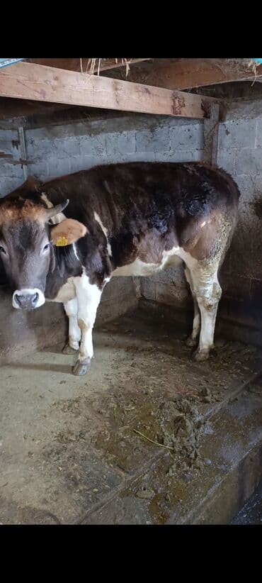 сена пресс: Продаю | Бык (самец) | Полукровка | На откорм | Привязанные — 4