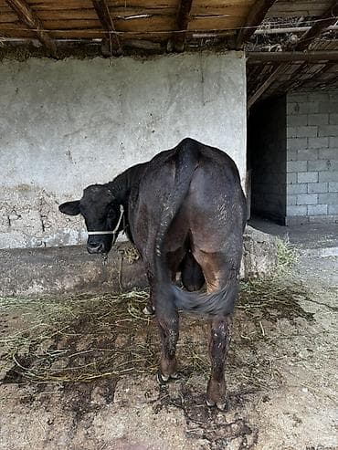 тазы ит: Сатам | Бука (эркек) | Ангус | Бордоп семиртүү үчүн | Байланган — 2