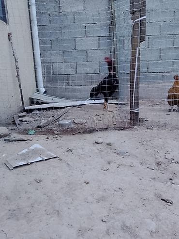 кабыла самка: Продаю | Петух | Домашняя | Для разведения — 2