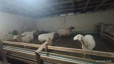 Продаю | Овца (самка) | Полукровка | Для разведения | Матка