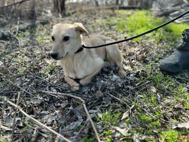 усыпление собак на дому: Ищем дом молодой девочке. Стерилизована,привита, привезём сами — 1