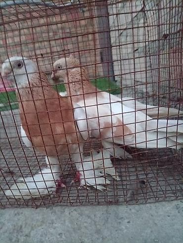 продаю голуби: Пара декоративных голубей с пышными «чубами» и длинными оперёнными — 4
