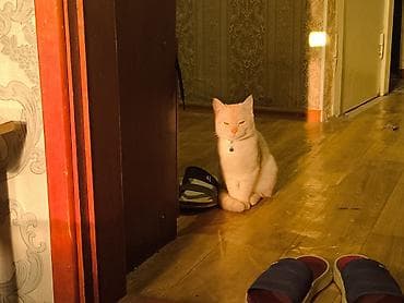 сколько стоит кошки: Кошка (светло-кремовый окрас) - смешано породистый короткошёрстная — 3