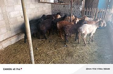 Үй жаныбарлары: Сатам | Кочкор (эркек) | Аргын | Көбөйтүү үчүн — 6