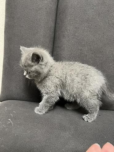 Продажа кошек: - Порода: шотландская скотиш - Окрас: голубой, плотный, без рисунка - — 2