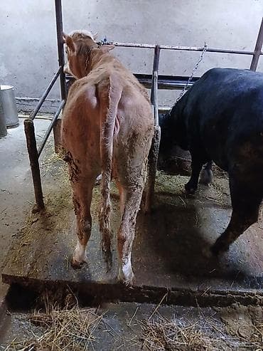 Продаю | Корова (самка), Тёлка | Симментальская | Для молока, Для разведения | Не стельные — 2