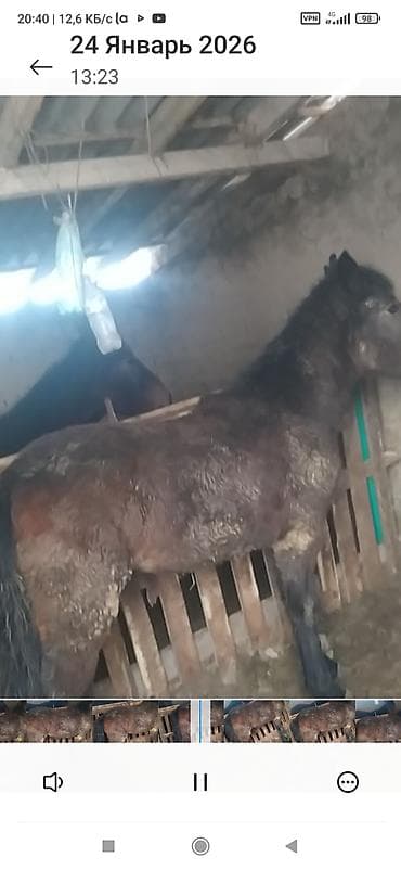 котята в караколе: Продаю | Кобыла (самка) | Рабочий, На забой — 3