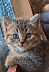 где можно купить шотландского вислоухого котенка: Шотландские котята - Порода: шотландская скоттиш страйт (видны — 4