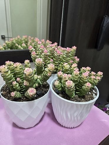 Полки, стеллажи: Полка, этажерка для цветов, Новый, Железо, Самовывоз — 5