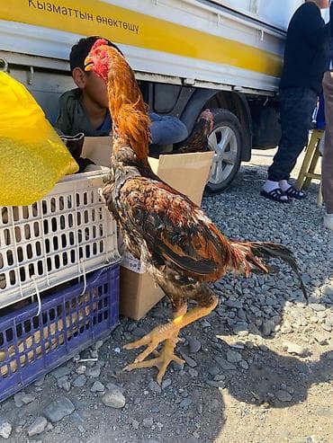 уй сатып алам бишкек: Сатам | Короздор | Тебиштирүүчү | Көбөйтүү үчүн — 5