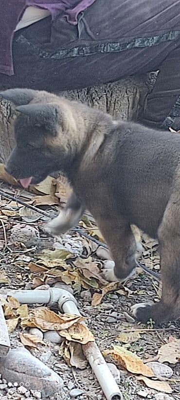 купить собаку акита ину: 3 месяца, Самец — 8