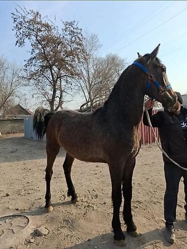 какие собаки продаются: Продаю | Кобыла (самка) — 3