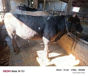 пушистая кошка: Продаю | Бык (самец) | Полукровка | На откорм | Привязанные — 2