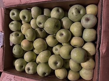 Груши: Яблоки — 1