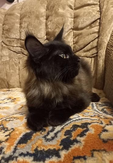 Животные: 🐾🐈 Эффектный котёнок мейн-кун чёрного цвета с шикарным воротником — 9