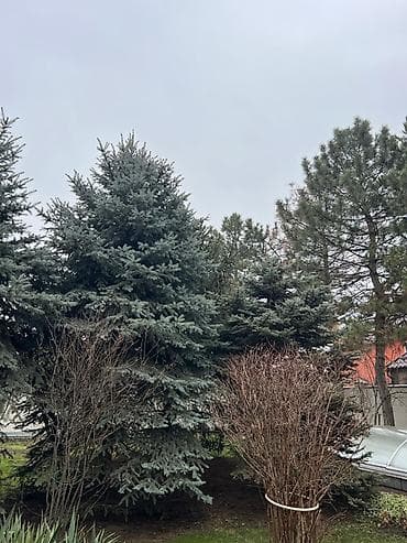 Уруктар жана көчөттөр: Высота 3-7 метров — 5