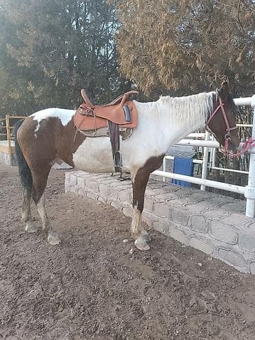 Грызуны: Продаю | Конь (самец) | Конный спорт — 7