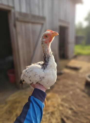 продаю связи с переездом: Сатам | Короздор | Тебиштирүүчү | Көбөйтүү үчүн — 1