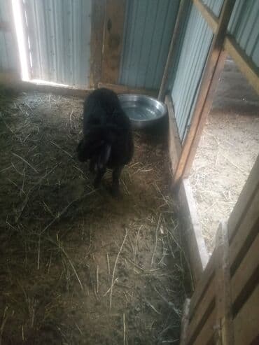 Кемирүүчүлөр: Сатам | Ургаачы кой (ургаачы) | Эдильбай | Көбөйтүү үчүн | Ургаачы — 2