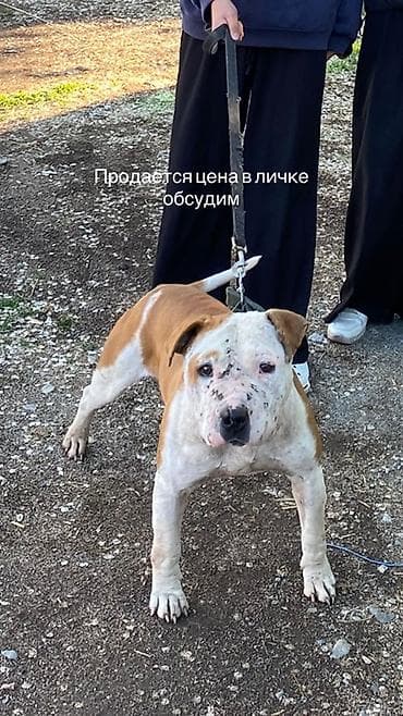 Иттер: Питбуль - Окрас: рыже‑белый, маска и грудь белые. - Структура: мощный — 1