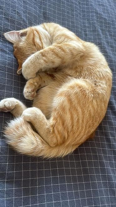 Үй жаныбарлары: Мышык бекер берилет: Породасыз, 9 айлык, Эркек — 1