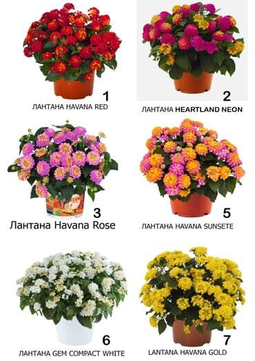 семенной картошка: Черенки лантаны вегетативной — 2