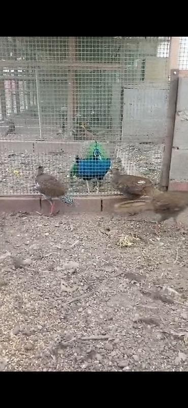 золотой фазан: Продаю молодых серебряных фазанов — 3