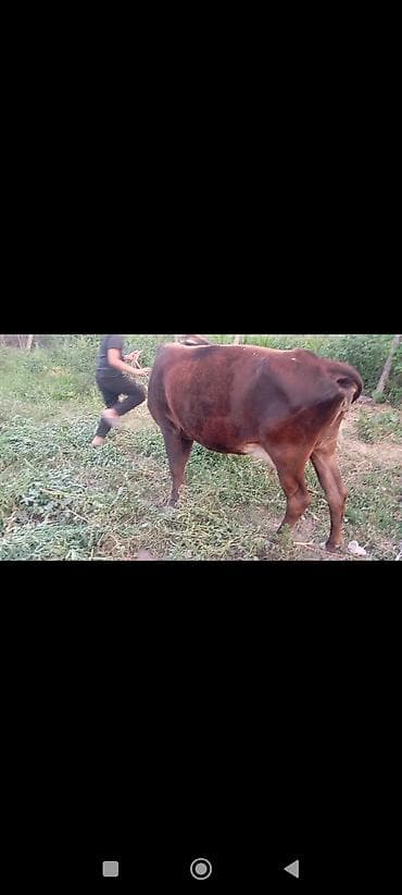 укол для бычка: Продаю | Корова (самка) | Для молока — 4