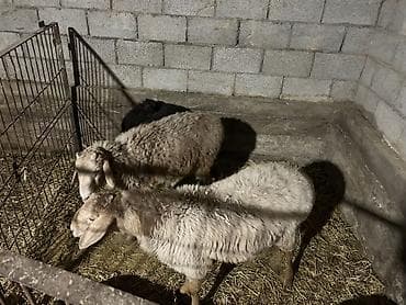 Продаю | Ягненок | Для разведения