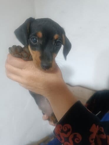 собака чихуахуа сколько стоит: Такса, 2 месяца, Самец — 4