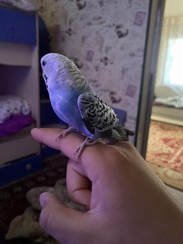 продам птицу: Волнистый попугайчик (мелкий декоративный попугай). Окрас — 3