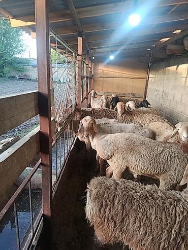 карликовые козы: Продаю | Баран (самец) | На забой — 6