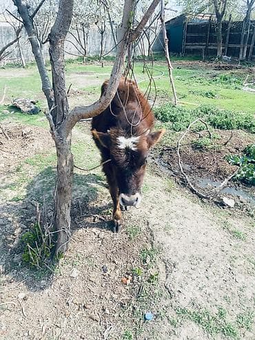 волкодав купить: Продаю | Музоо, торпок | На откорм | Привязанные — 1